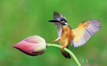 《翠鳥》教學反思