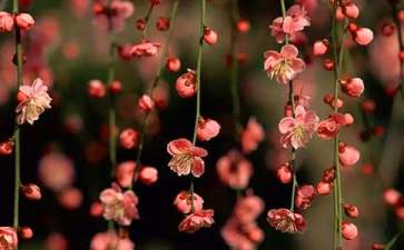《桃花開(kāi)了》小班美術(shù)教案